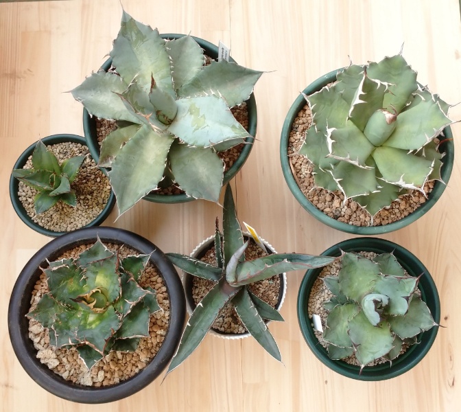 アガベ チタノタの品種いろいろ 沖縄バナナ Okinawa Banana