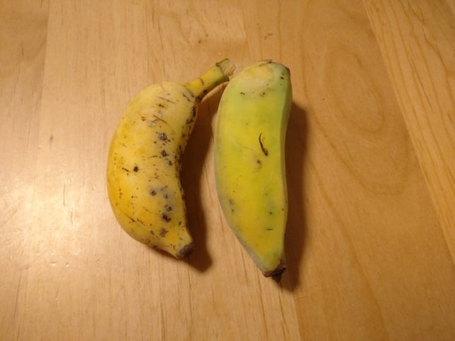 バナナの種