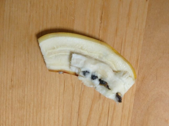 ナムワバナナの種